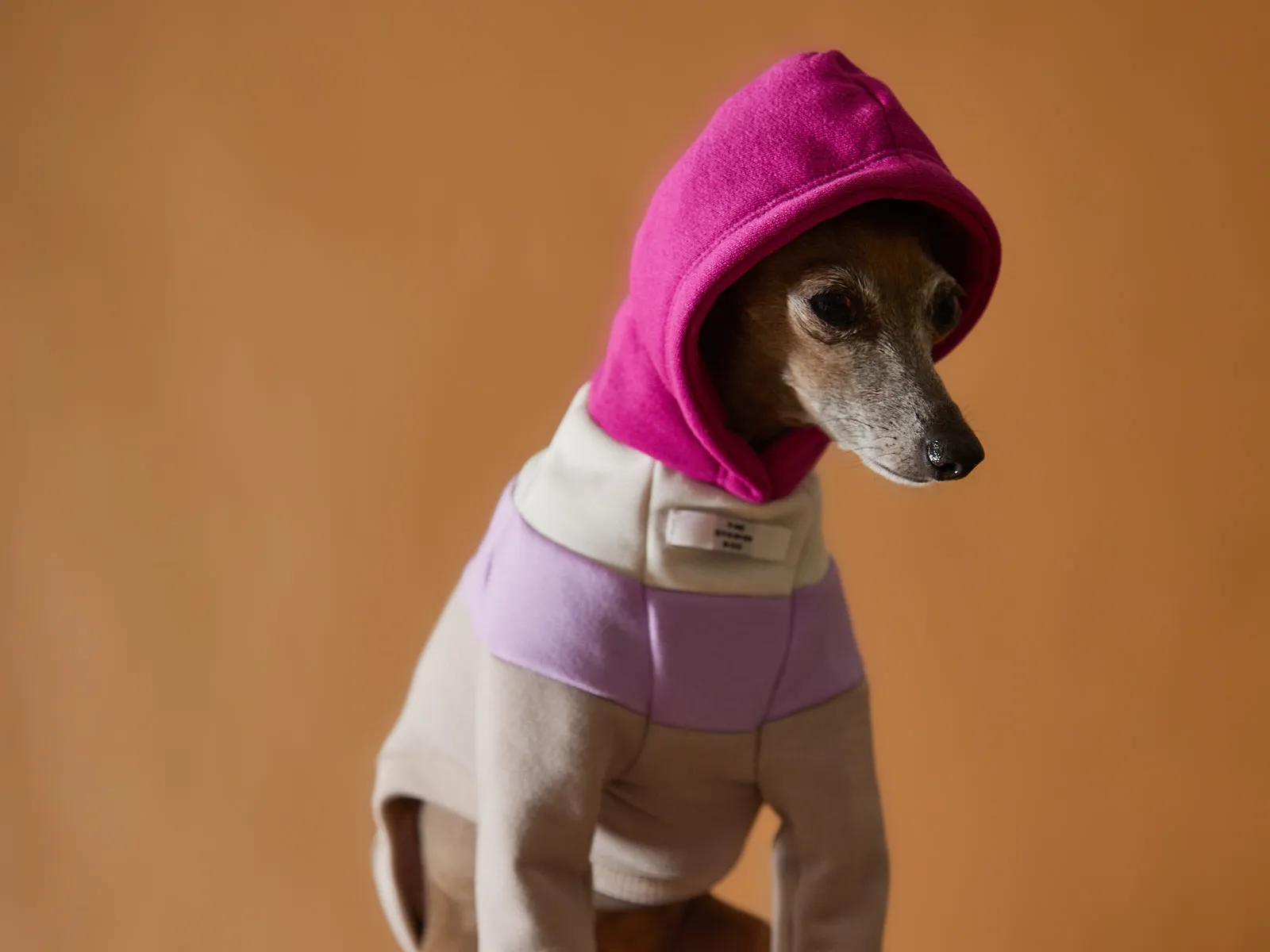 Italian Greyhound / Whippet Light Color-Blocked Hoodie MACARON