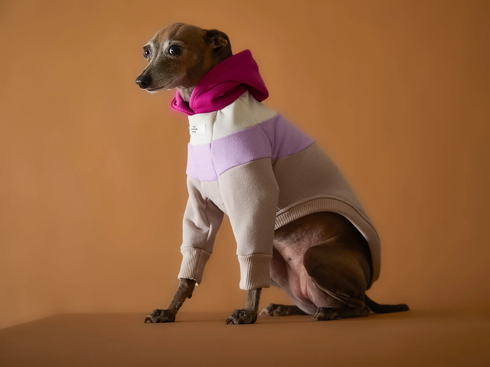 Italian Greyhound / Whippet Light Color-Blocked Hoodie MACARON